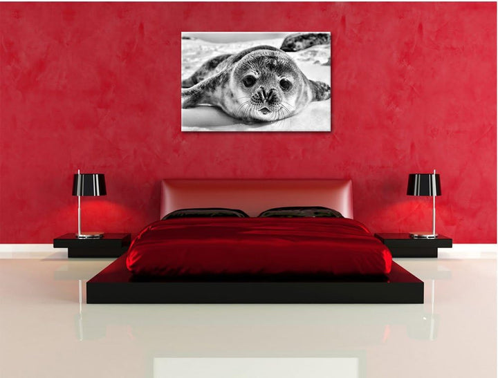 Pixxprint Süsses Robben Baby / 100x70cm Leinwandbild bespannt auf Holzrahmen/Wandbild Kunstdruck Dek