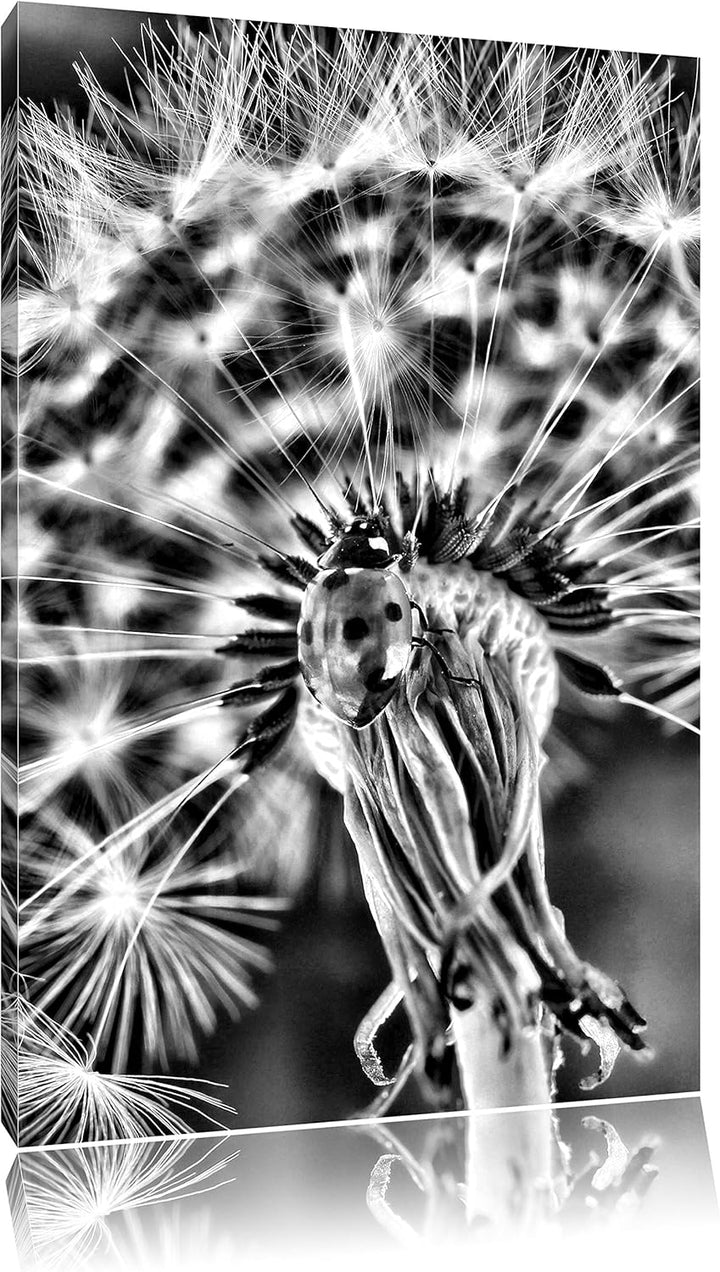 Pixxprint Monocrome, Marienkäfer auf Pusteblume, Format: 100x70 auf Leinwand, 100x70