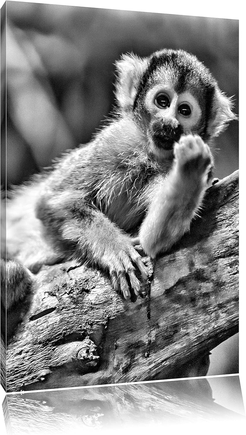 Pixxprint Kapuzineräffchen / 100x70cm Leinwandbild bespannt auf Holzrahmen/Wandbild Kunstdruck Dekor