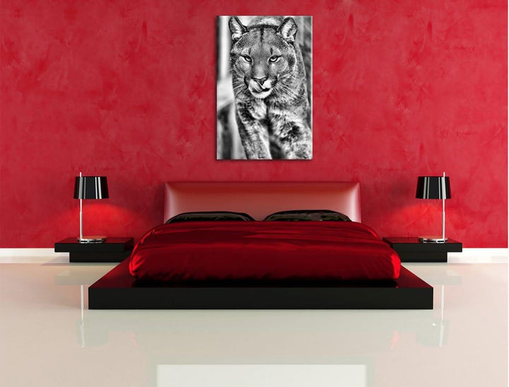 Monocrome, anmutiger Puma, Format: 100x70 auf Leinwand, XXL riesige Bilder fertig gerahmt mit Keilra