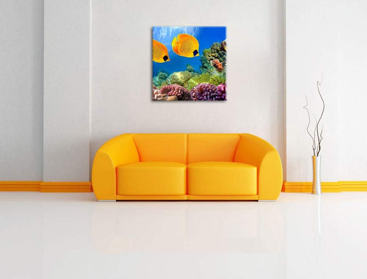 Pixxprint Fische Korallenriff als Leinwandbild/Grösse: 70x70 cm/Wandbild/Kunstdruck/fertig bespannt,