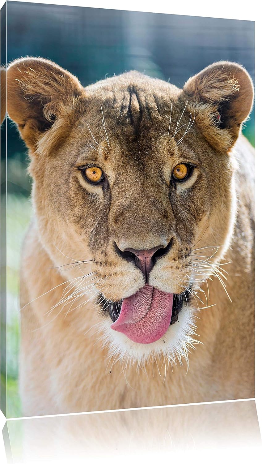Pixxprint schöne Löwin auf Leinwand, XXL riesige Bilder fertig gerahmt mit Keilrahmen, Kunstdruck au