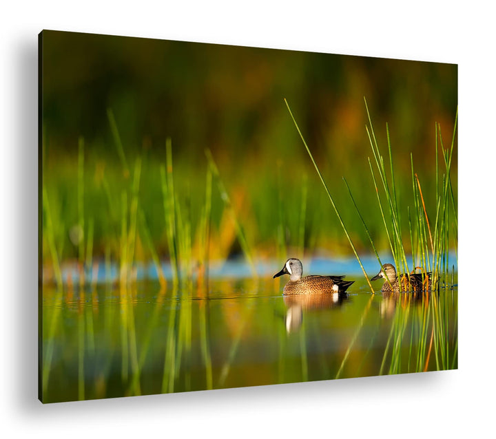 deyoli ruhige Enten auf einem See Format: 100x70 als Leinwand, Motiv fertig gerahmt auf Echtholzrahm