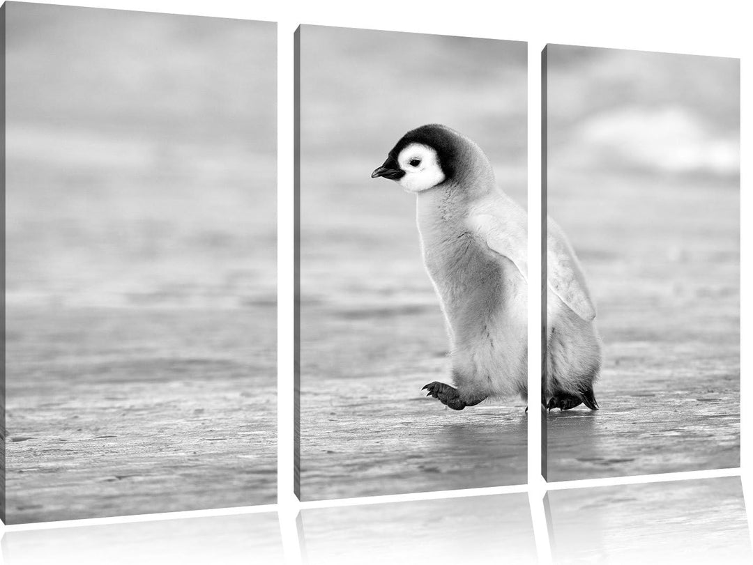 Pixxprint Kaiserpinguinkücken als Leinwandbild/Grösse: 3 Teilig (120x80) cm/Wandbild/Kunstdruck/fert