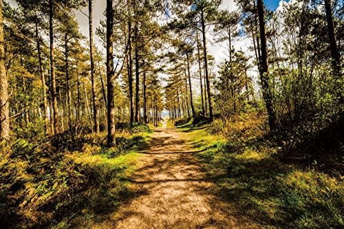 Renaiss 3x2m Dschungel Wald Bäume Hintergrund Frühling Sommer Sonnenschein Natur Outdoor Szene Fotog