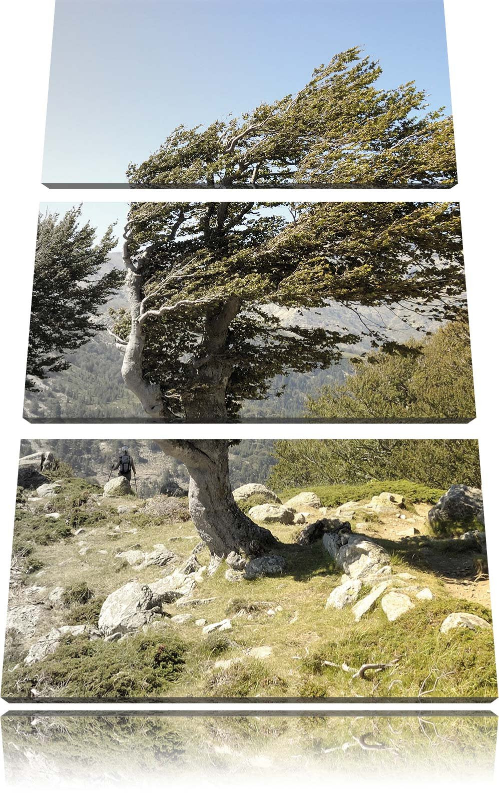 Pixxprint Alter Schiefer Baum in den Bergen schwarz/weiss 3-Teiler Leinwandbild 120x80 Bild auf Lein