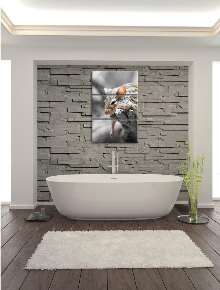 Pixxprint ruhende Feldmaus schwarz/weiss 3-Teiler Leinwandbild 120x80 Bild auf Leinwand