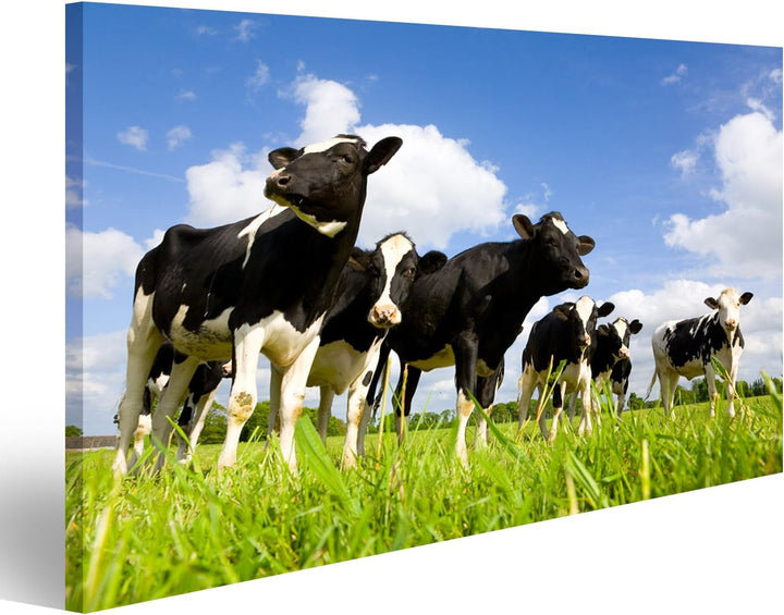 islandburner Bild auf Leinwand Holstein Kühe Auf Der Wiese Bilder Wandbilder Poster, Leinwand 80x40c