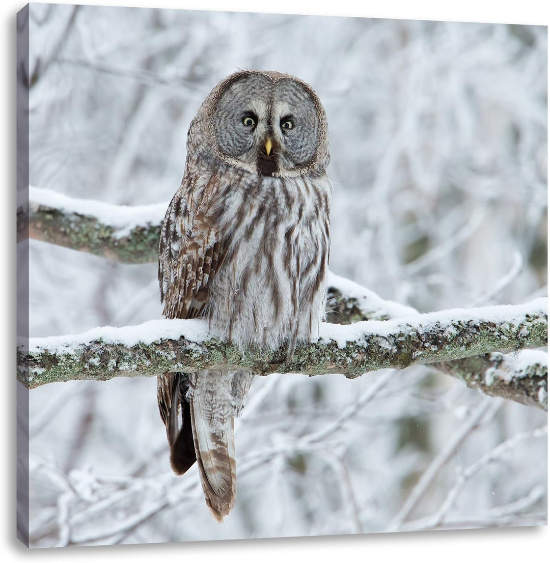 Pixxprint Eule auf AST, Format: 70x70 auf Leinwand, XXL riesige Bilder fertig gerahmt mit Keilrahmen