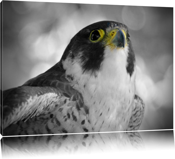schöner anmutiger Adler schwarz/weiss auf Leinwand, XXL riesige Bilder fertig gerahmt mit Keilrahmen