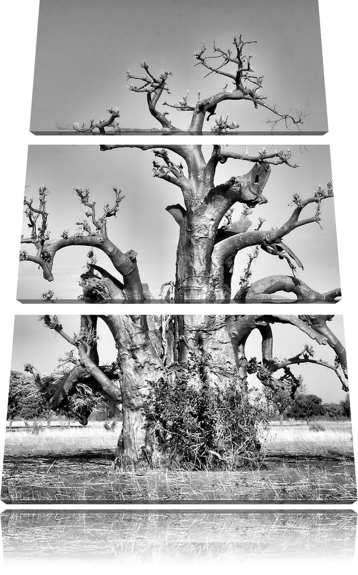 Pixxprint vertrockneter Baum in der Savanne als Leinwandbild/Grösse: 3 Teilig (120x80) cm/Wandbild/K