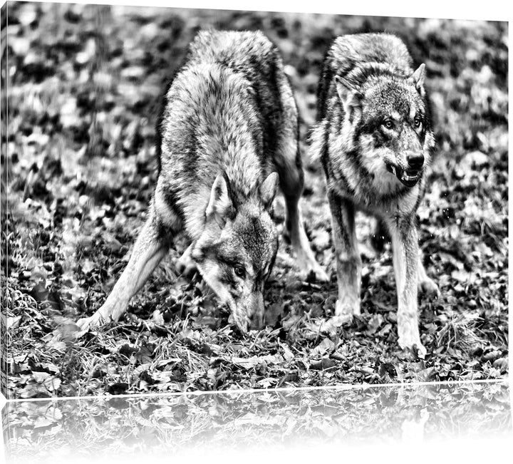 Pixxprint gefährliche Wölfe als Leinwandbild/Grösse: 100x70 / Wandbild/Kunstdruck/fertig bespannt, 1