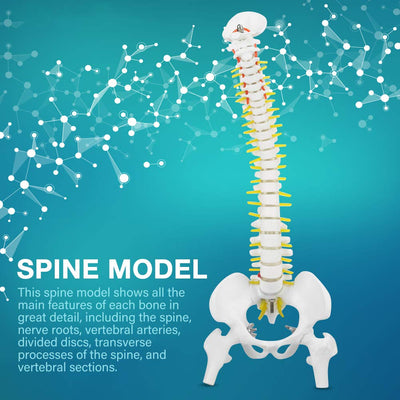 Wirbelsäule Modell Wirbelsäulenmodell mit Ständer 45 cm Abnehmbares Flexibles Menschliches Wirbelsäu