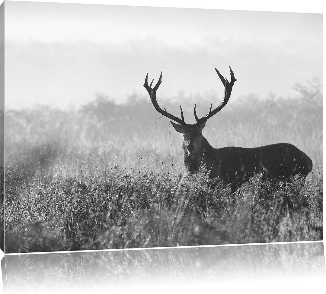 Pixxprint Rotwild Hirsch in Abenddämmerung / 100x70cm Leinwandbild bespannt auf Holzrahmen/Wandbild