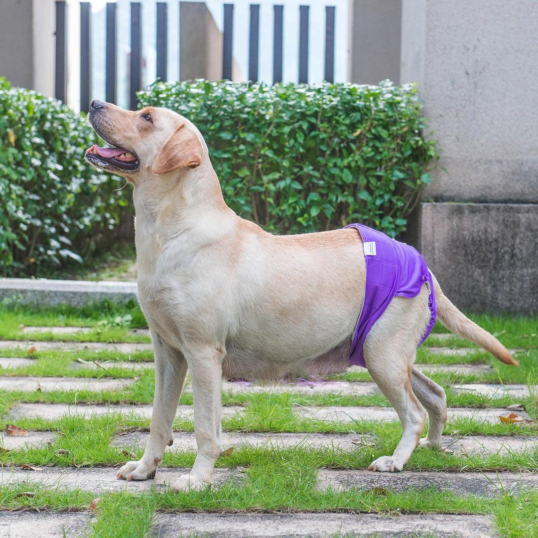 CuteBone Waschbare Hundewindeln, 3 Stück Hochsaugfähige Wiederverwendbare Hundewindeln, Hochsaugfähi