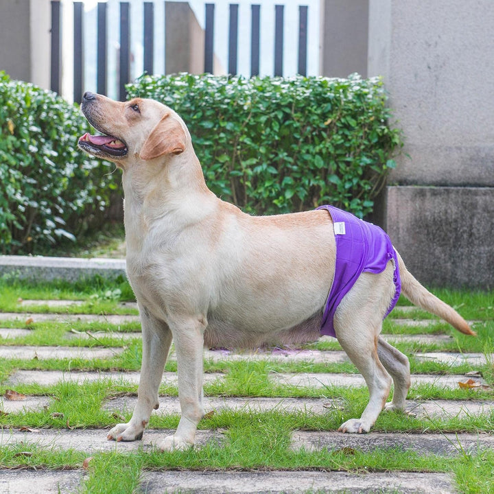 CuteBone Waschbare Hundewindeln, 3 Stück Hochsaugfähige Wiederverwendbare Hundewindeln, Hochsaugfähi