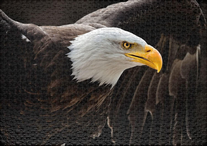 Ulmer Puzzleschmiede „Der Seeadler“ - Klassisches 1000 Teile Tier-Puzzle – Der imposante Adler, das