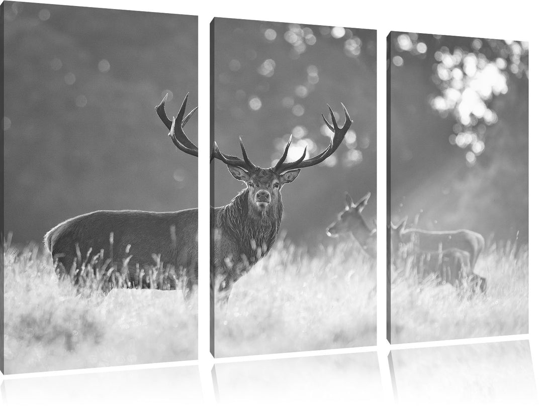 Pixxprint Rotwild im Morgenlicht als Leinwandbild/Grösse: 3Teilig (120x80) / Wandbild/Kunstdruck/fer
