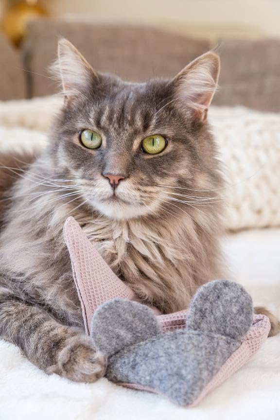 Kater Kasimir MAUSBERT 2-in-1 Kuschelkissen und Katzenspielzeug Maus in Einem! 3er Set mit Bio-Katze