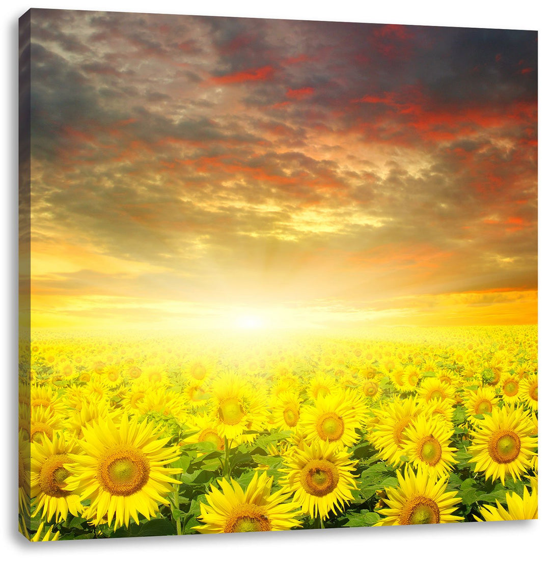 Sonnenblumenfeld, Format: 70x70 auf Leinwand, XXL riesige Bilder fertig gerahmt mit Keilrahmen, Kuns