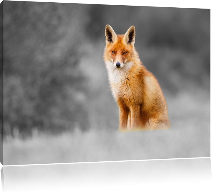 prachtvoller Fuchs schwarz/weiss Format: 100x70 auf Leinwand, XXL riesige Bilder fertig gerahmt mit