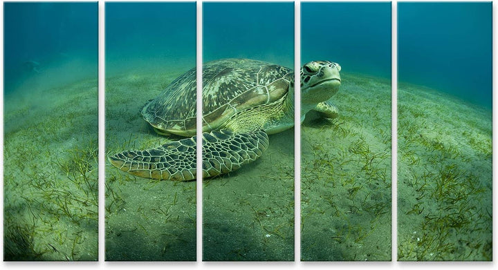 islandburner Bild auf Leinwand Grüne Schildkröte Unterwasser Bilder Wandbilder Poster Leinwand 170x8