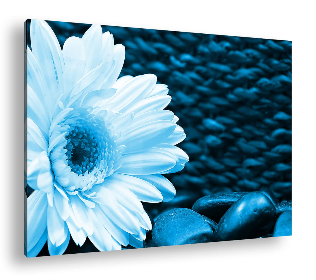 deyoli Weisse Gerbera Format: 80x60 Effekt: Monocrome Blau als Leinwandbild, Motiv fertig gerahmt au