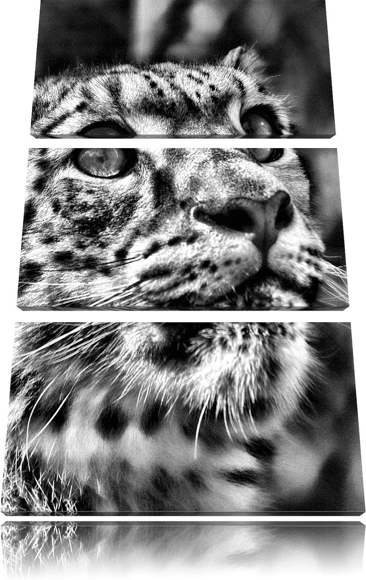 Pixxprint Leopard als Leinwandbild/Grösse: 3 Teilig (120x80) cm/Wandbild/Kunstdruck/fertig bespannt