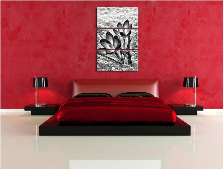Pixxprint Monocrome, Lila Krokusse im Schnee 3-Teiler Leinwandbild 120x80 Bild auf Leinwand