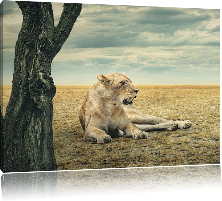 Löwin Ruhe Savanne, Format: 100x70 auf Leinwand, XXL riesige Bilder fertig gerahmt mit Keilrahmen, K