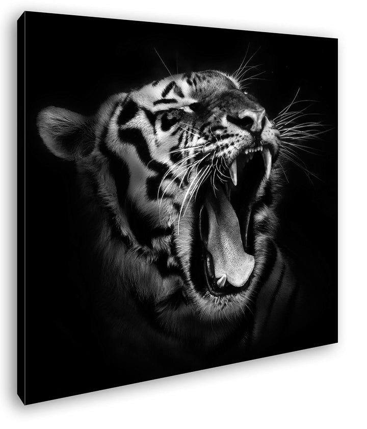 deyoli Dark brüllender Tiger Format: 70x70 Effekt: Schwarz&Weiss als Leinwandbild, Motiv auf Echthol