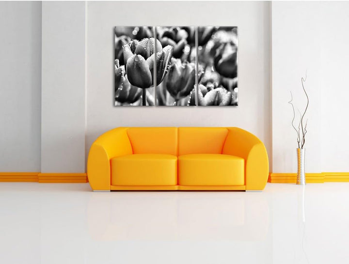 Pixxprint Tulpen mit Morgentau als Leinwandbild/Grösse: 3 Teilig (120x80) cm/Wandbild/Kunstdruck/fer