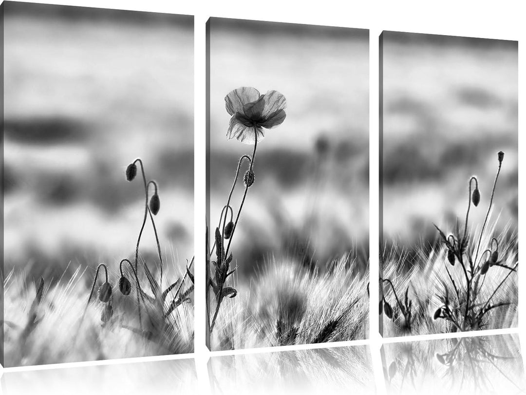 Pixxprint Blumen im Feld Tulpen als Leinwandbild/Grösse: 3 Teilig (120x80) cm/Wandbild/Kunstdruck/fe