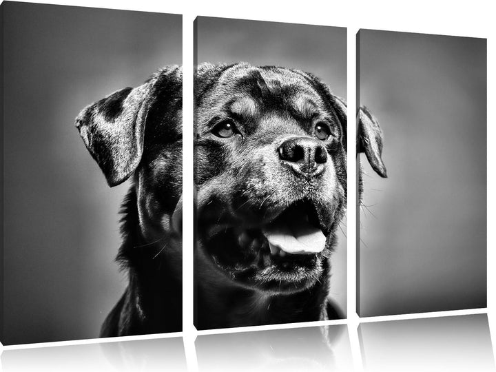 Pixxprint Treuer Rottweiler als Leinwandbild | Grösse: 3 Teilig (120x80) | Wandbild| Kunstdruck | fe