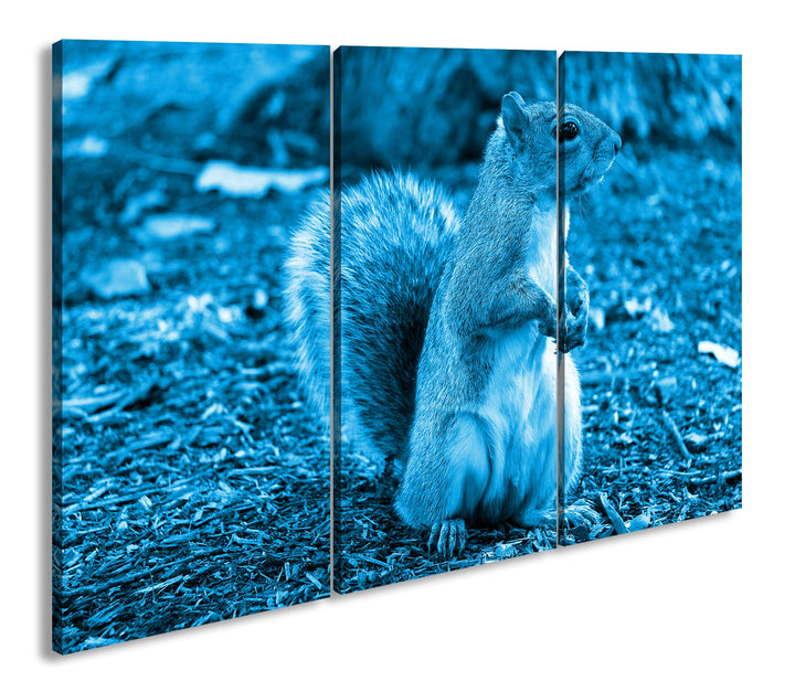 deyoli niedliches Eichhörnchen im Park Format 120x80 3Teilig Effekt: Monocrome Blau als Leinwandbild