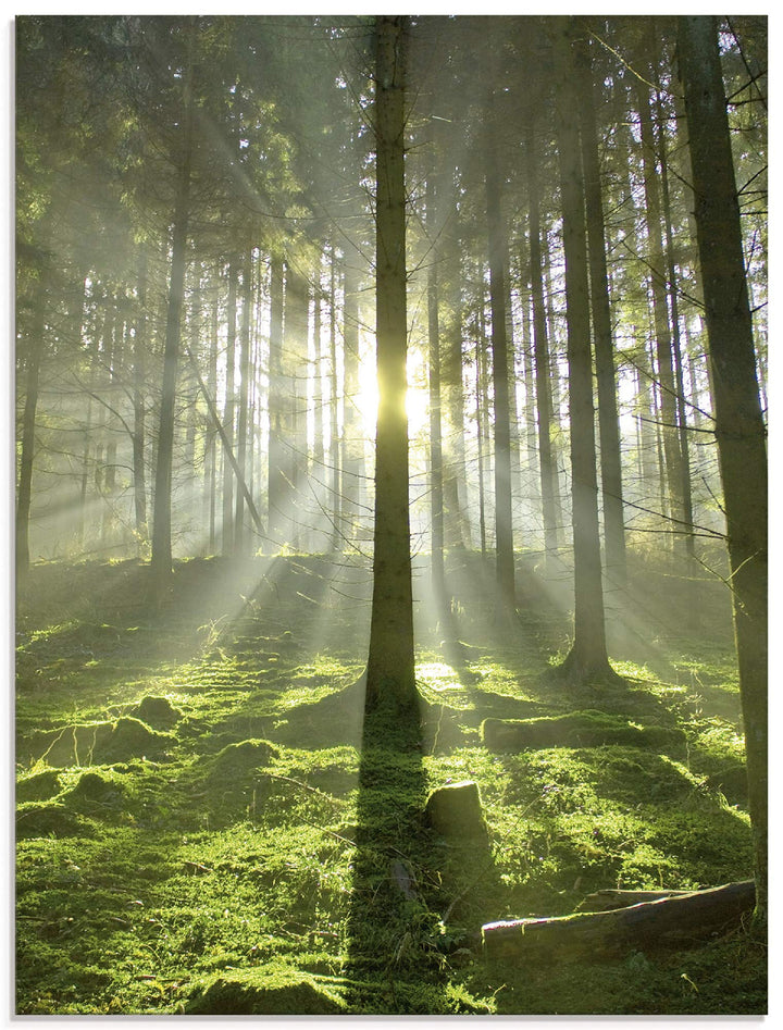 Glasbilder Wandbild Glas Bild einteilig 60x80 cm Hochformat Natur Wald Landschaft Sonne Bäume Moos F