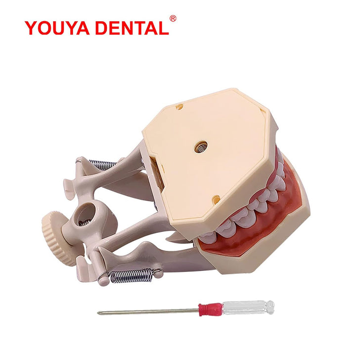 YOUYA DENTAL TM-460 Anatomie Typodont Lernmodell mit 32 abnehmbaren Zähnen für Unterricht und Studiu