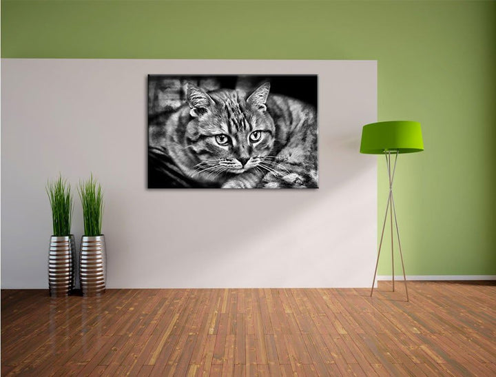 Pixxprint Monocrome, schöne Hauskatze, Format: 100x70 auf Leinwand, riesige Bilder fertig gerahmt mi