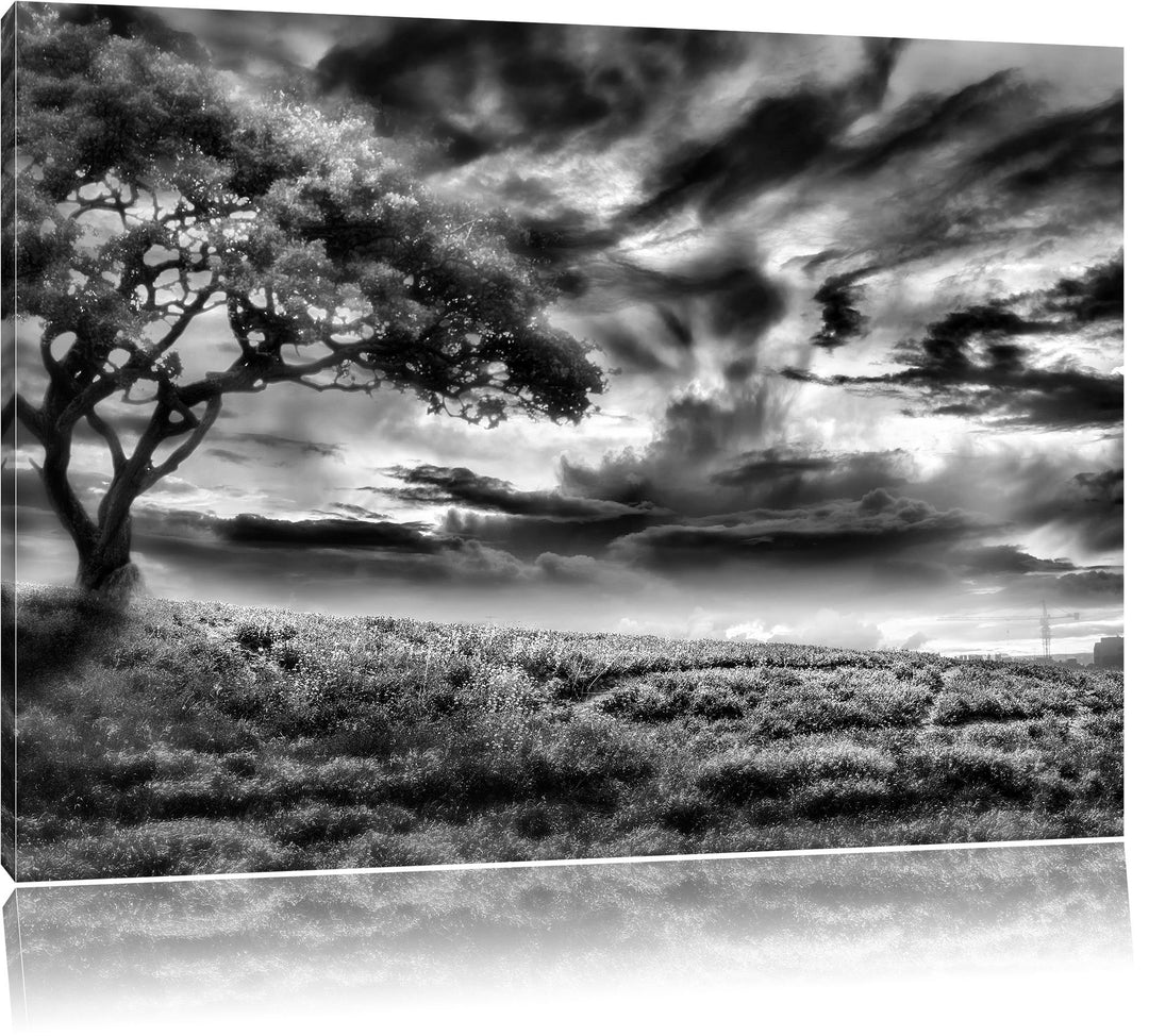 Pixxprint Einsamer Baum schwarz weiss als Leinwandbild/Grösse: 100x70 / Wandbild/Kunstdruck/fertig b