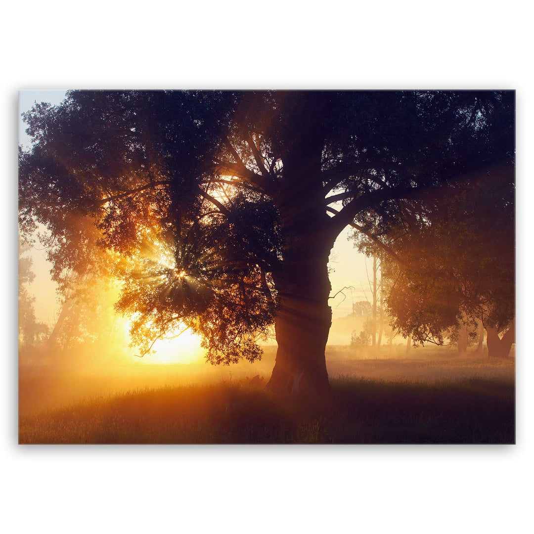 ge Bildet Bild auf Leinwand | the oak - Eiche in 70x50 cm als Wandbild | Wand-deko Dekoration Wohnun