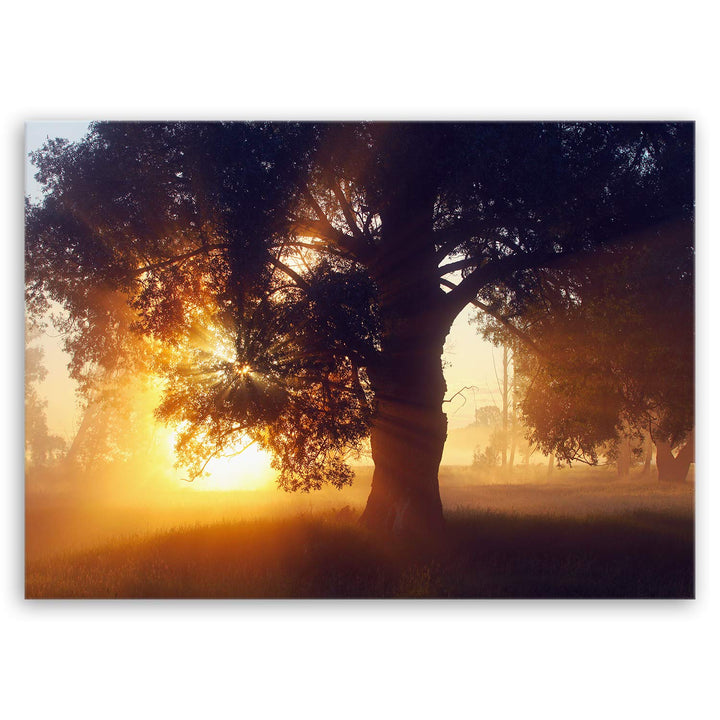 ge Bildet Bild auf Leinwand | the oak - Eiche in 70x50 cm als Wandbild | Wand-deko Dekoration Wohnun