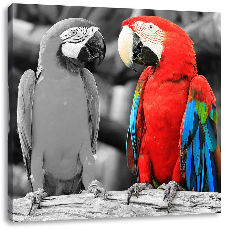 schöne Papageien auf AST als Leinwandbild/Grösse: 70x70 cm/Wandbild/Kunstdruck/fertig bespannt, 70x7