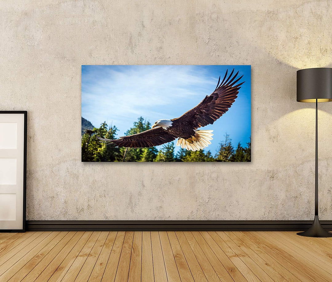 islandburner Bild auf Leinwand Nordamerikanischer Weisskopfseeadler Im Flug Bilder Wandbilder Poster