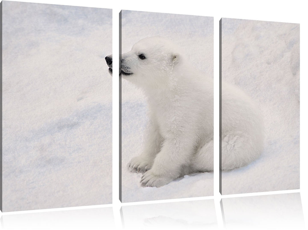 Pixxprint niedliches Eisbär Baby als Leinwandbild - Grösse: 3-Teilig (120x80cm) - Wandbild - Kunstdr