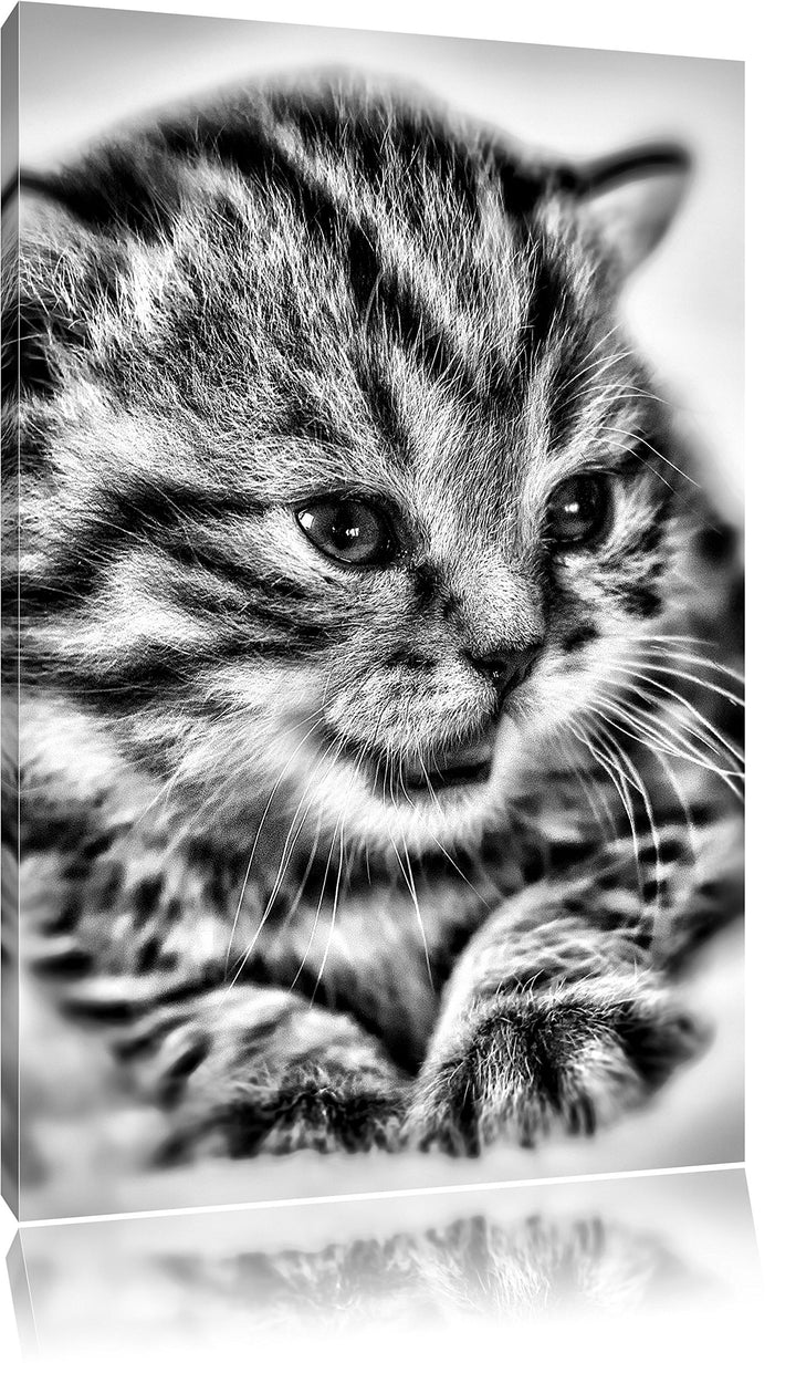 Pixxprint Monocrome, kleines Kätzchen auf weisser Decke, Format: 100x70 auf Leinwand, XXL riesige Bi