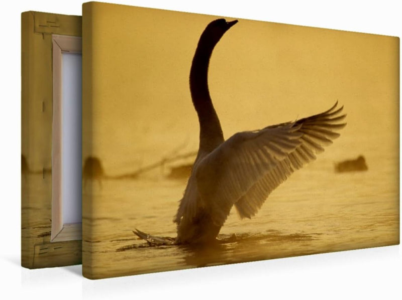 Premium Textil-Leinwand 45 x 30 cm Quer-Format Ein Bild aus dem Kalender SWANS/UK-Version | Wandbild