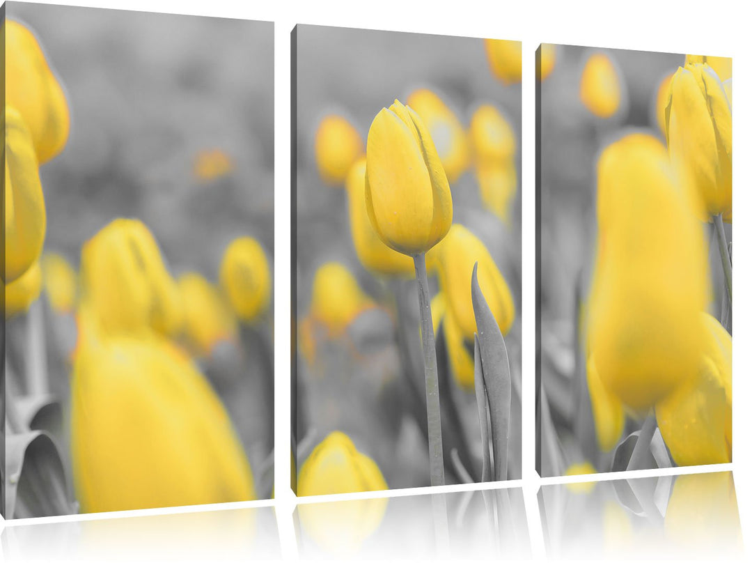 Pixxprint Gelbes Tulpenmeer schwarz/weiss 3-Teiler Leinwandbild 120x80 Bild auf Leinwand
