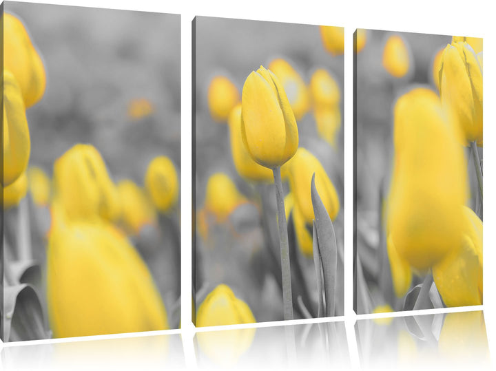 Pixxprint Gelbes Tulpenmeer schwarz/weiss 3-Teiler Leinwandbild 120x80 Bild auf Leinwand