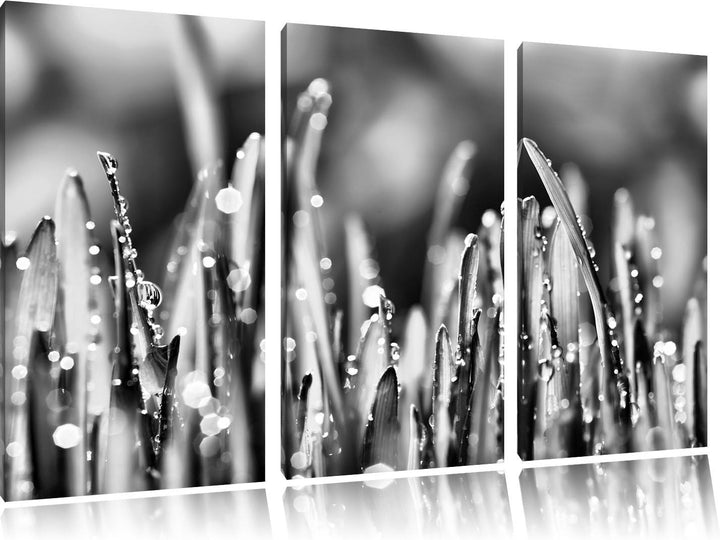 Pixxprint Monocrome, Grashalme mit Tauwasser 3-Teiler Leinwandbild 120x80 Bild auf Leinwand