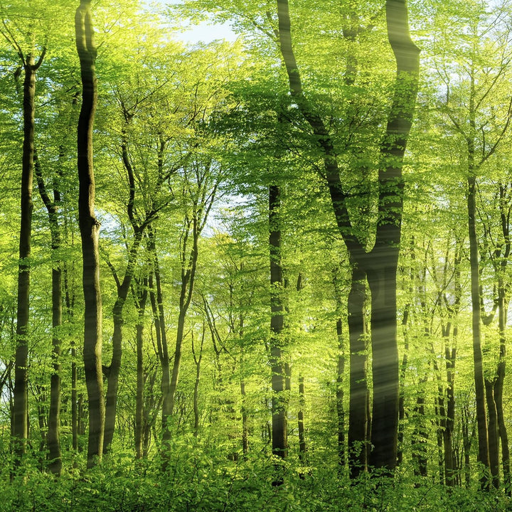 StickerProfis Küchenrückwand selbstklebend Glasoptik - Wald - 1.8mm, Versteift, alle Untergründe, Ha